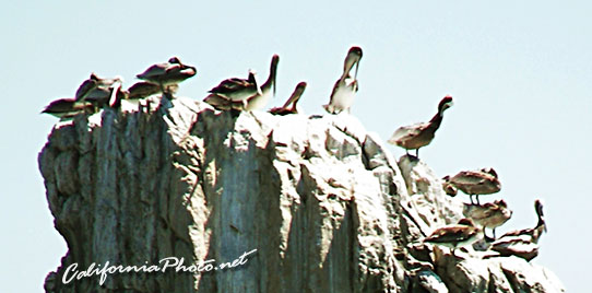 Pelican Cliff