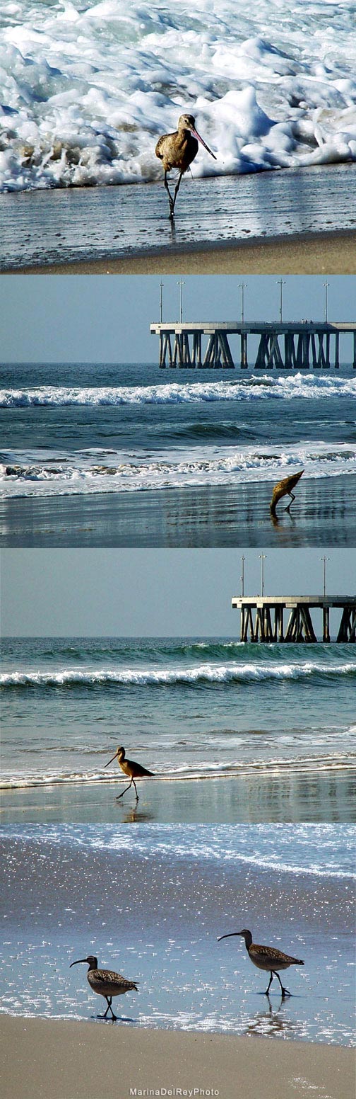 Beach Birds