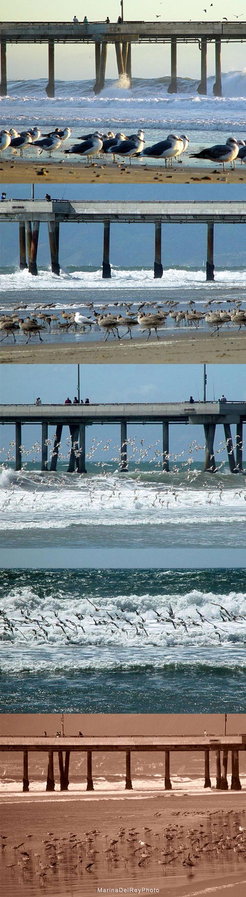 Marina Pier Birds