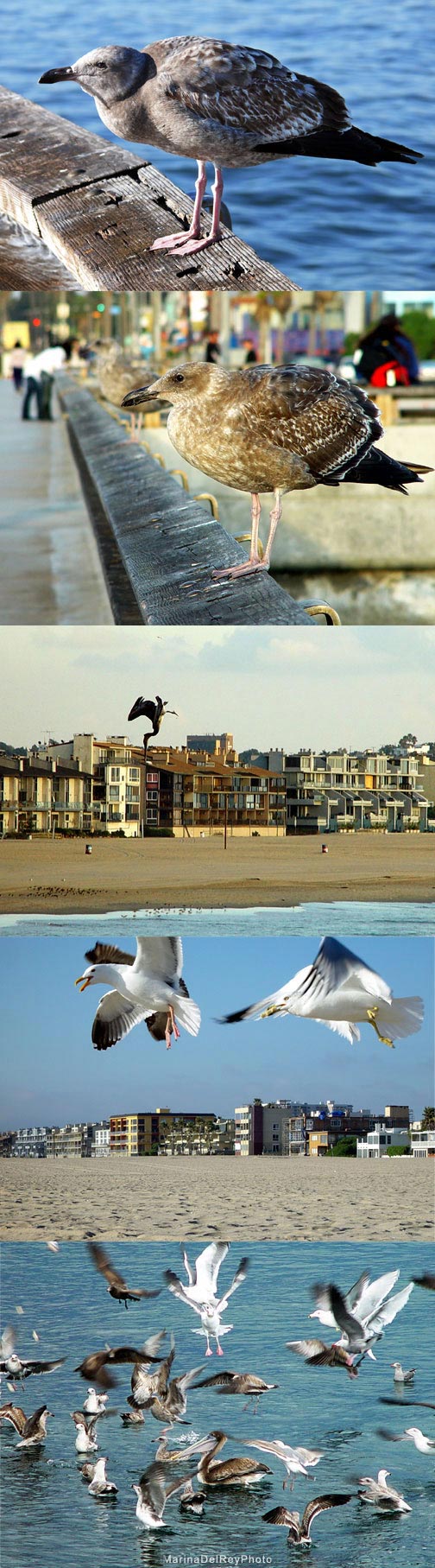 Marina Sea Birds