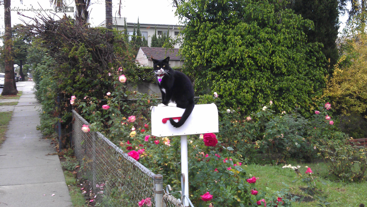 Mailbox Cat