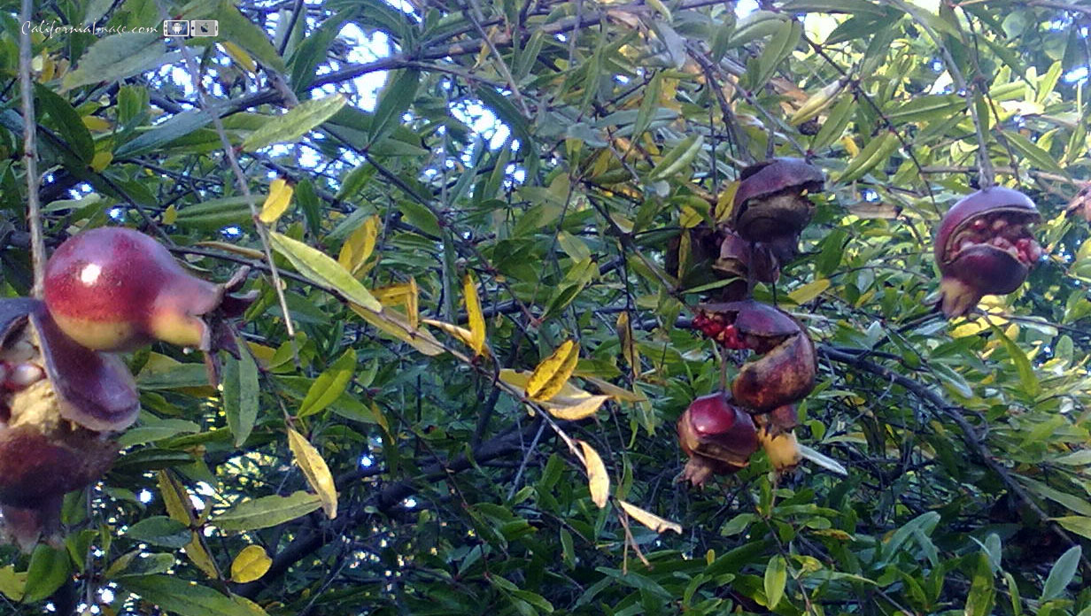 Pomegranate Tree