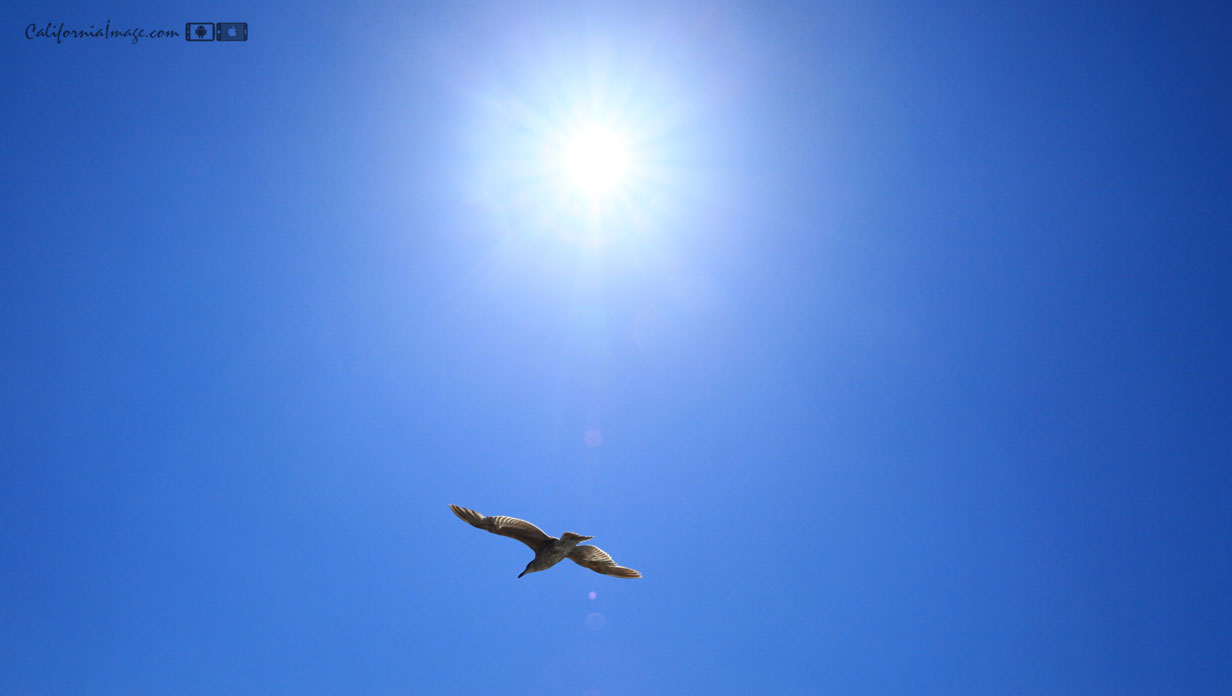 Sun Flying Seagull