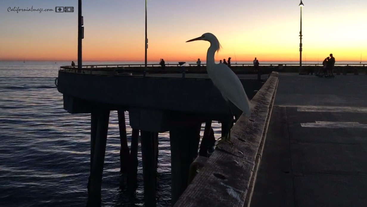 Snowy Egret Twilight