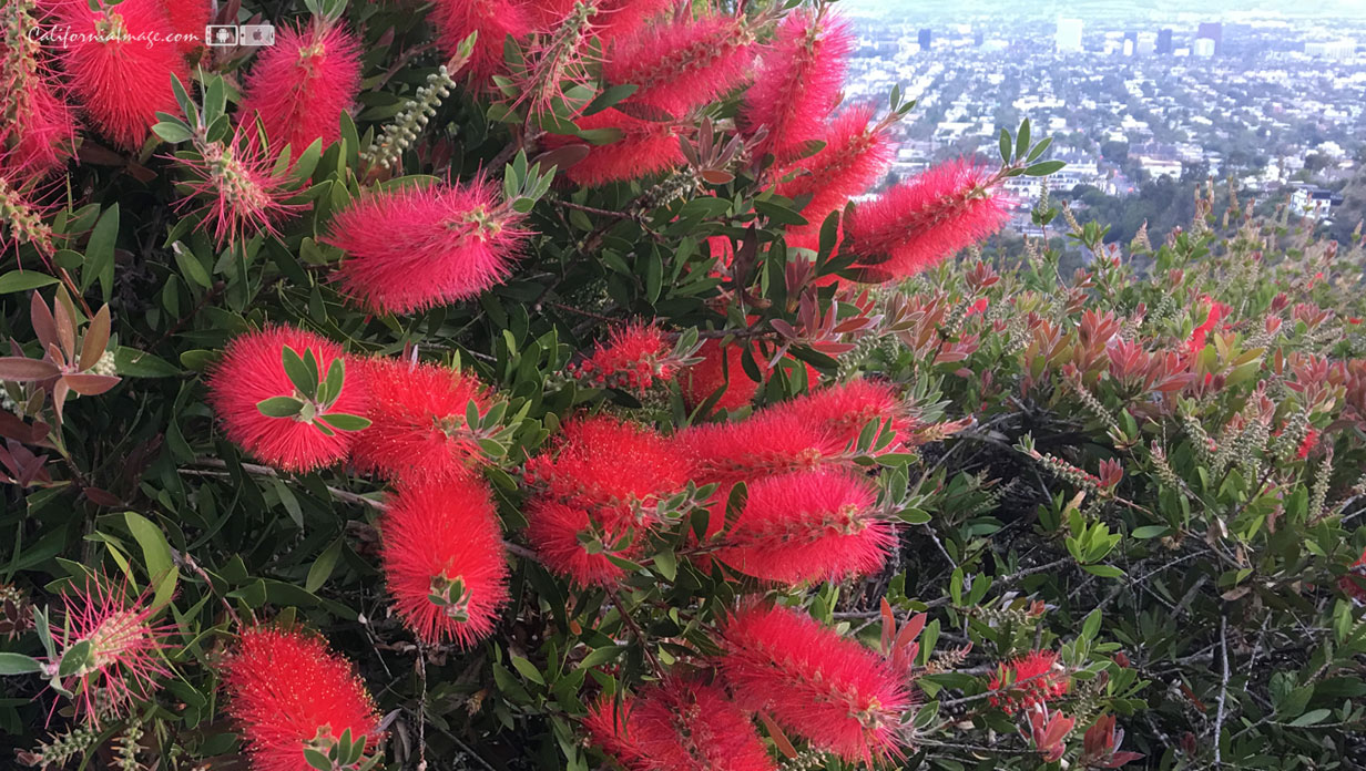 Brush Tree