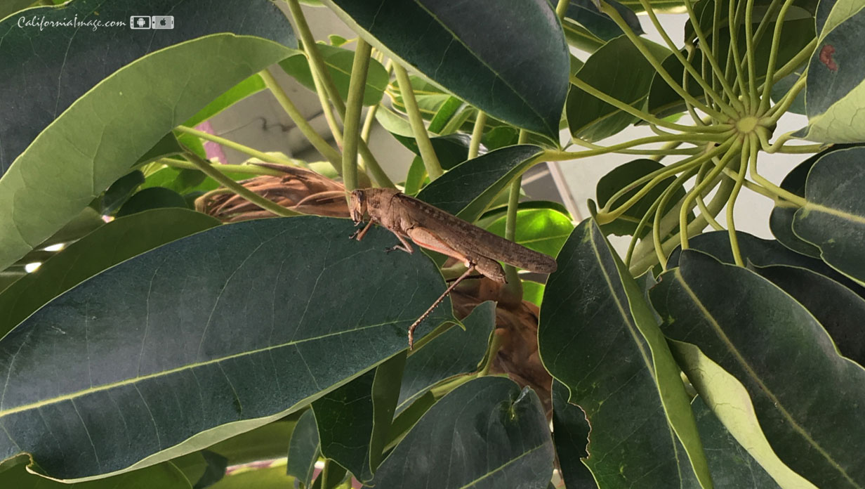 Giant Grasshopper