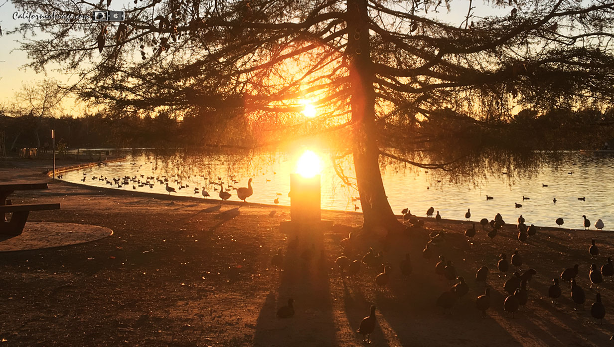 Lake Sunset Birds