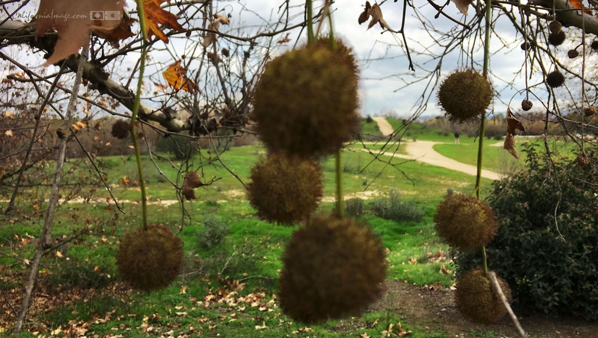 California Sycamore Fruit