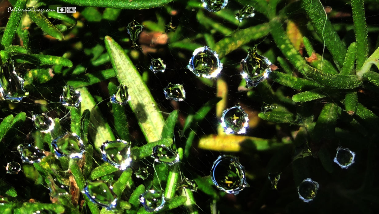 Drops On Cobwebs