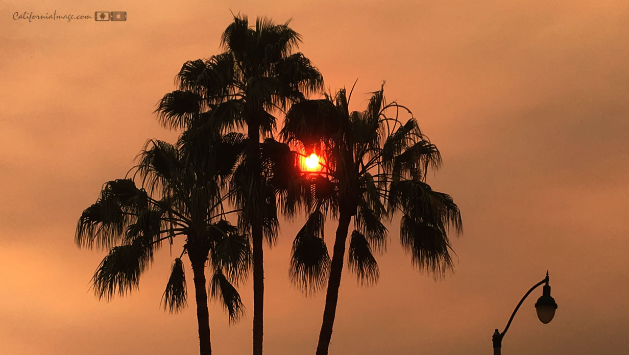 Sunrise Palms