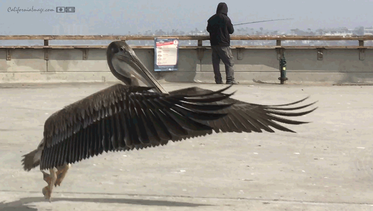 Pelican Landing