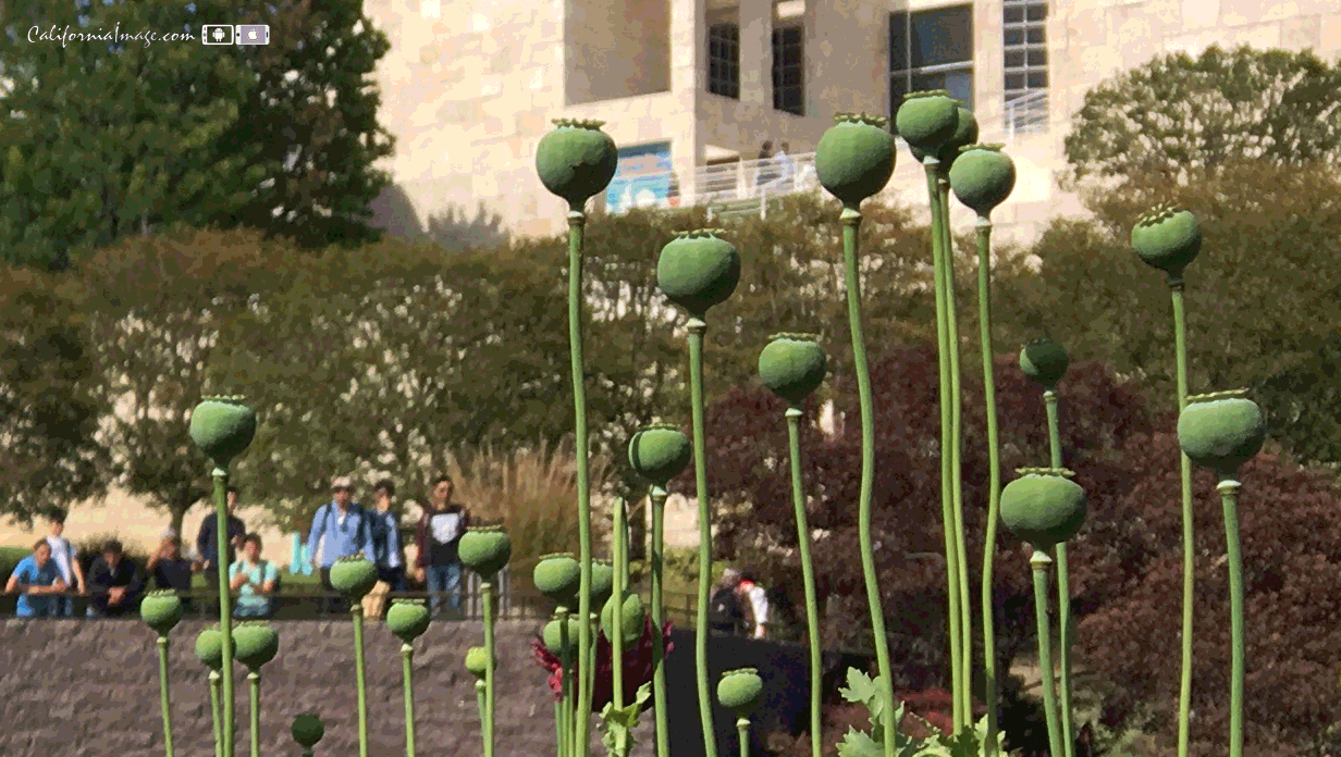 Poppies Of The Getty
