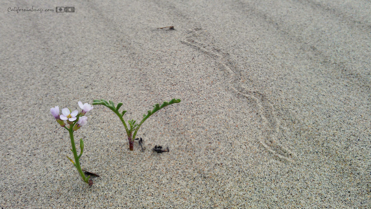 Beach Wildflowers