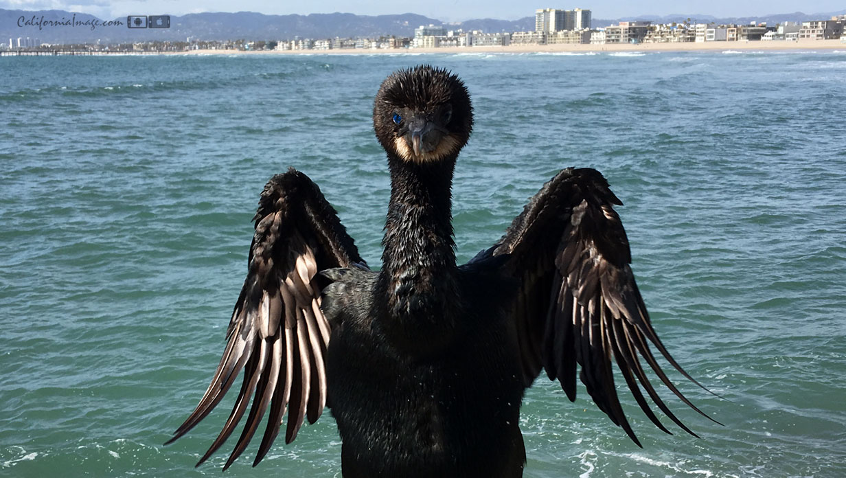 Juvenile Brandt's Cormorant