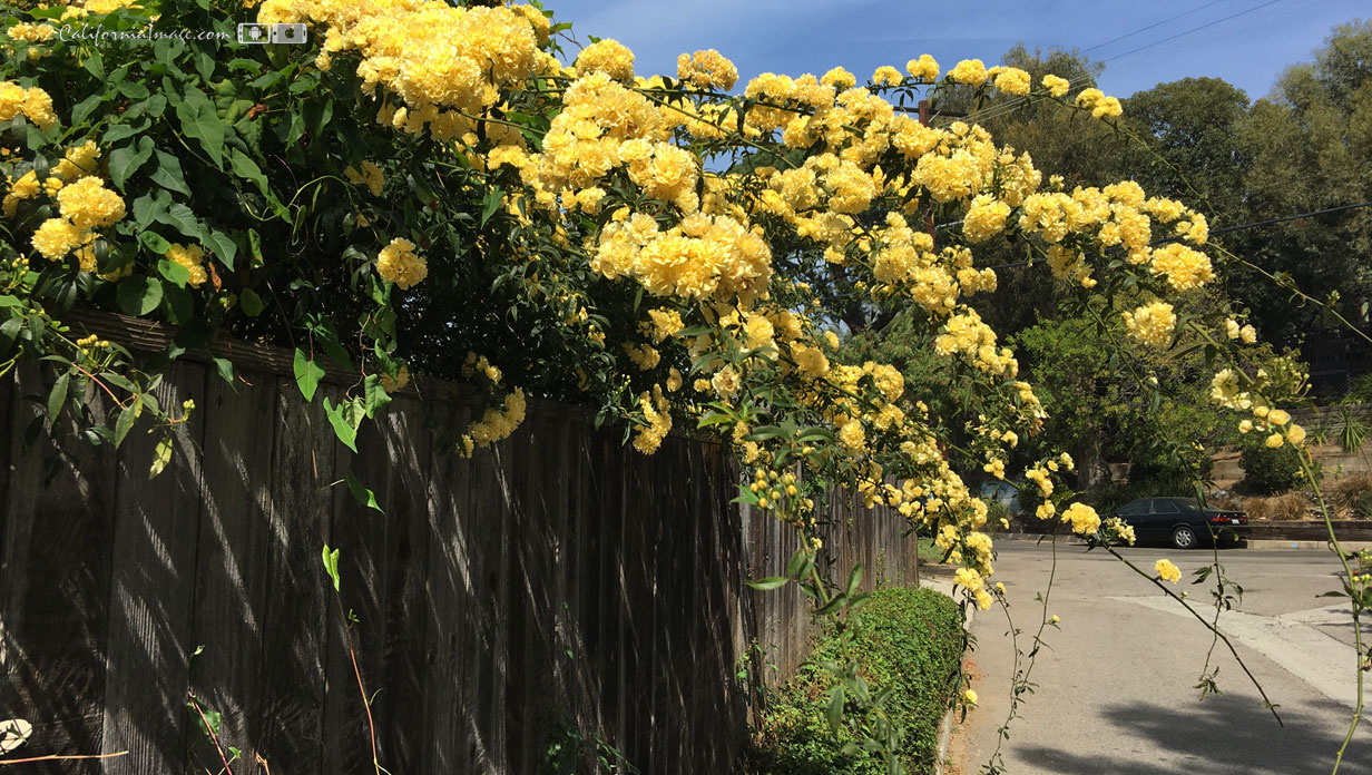 Yellow Blossom