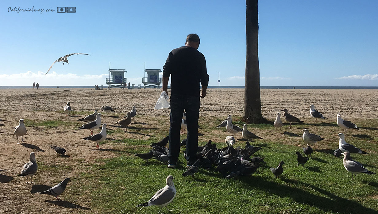 Feeding Beach Birds