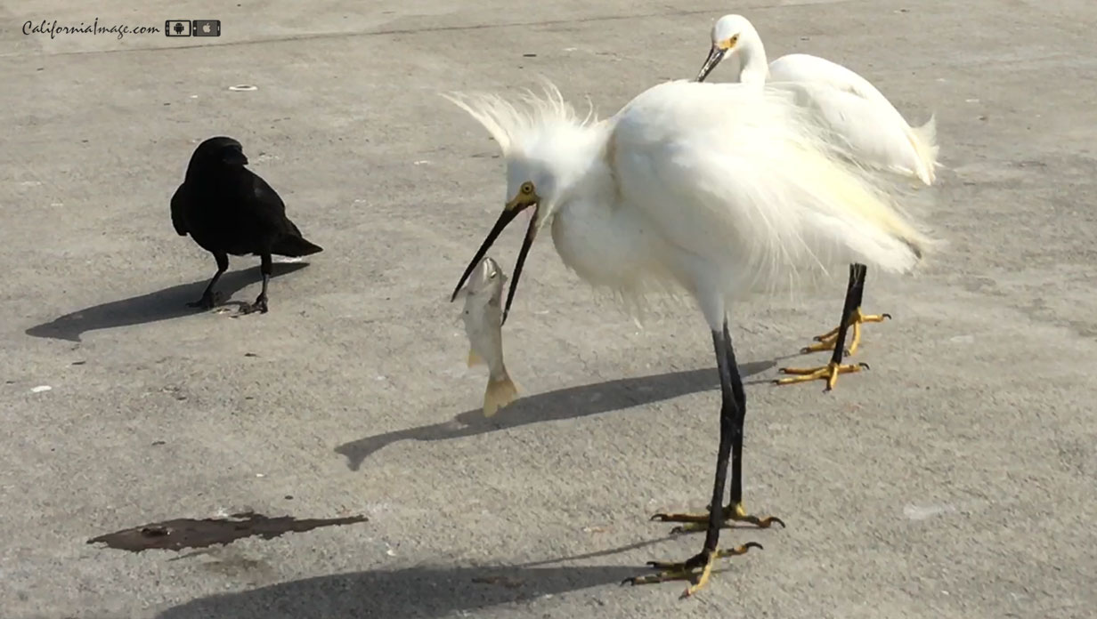 Birds And Fish