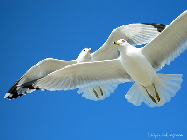 Two Seagulls Fly