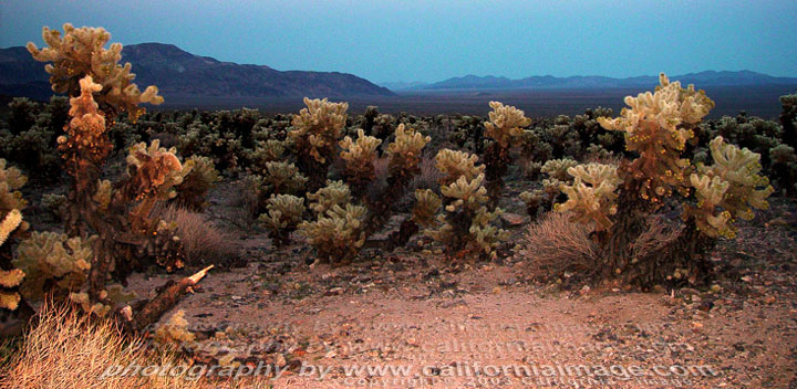 Cholla Cactus Garden