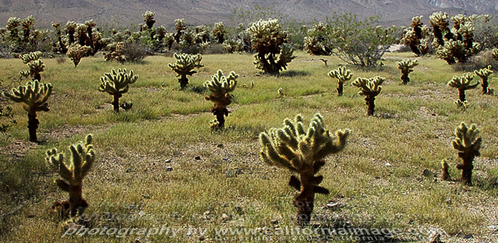 Cholla Cactus