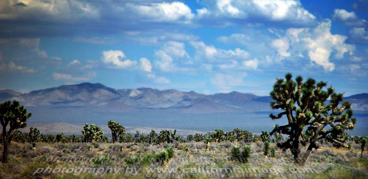 Joshua Trees