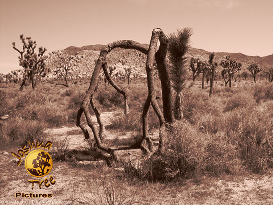 Desert