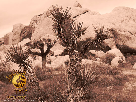 Desert