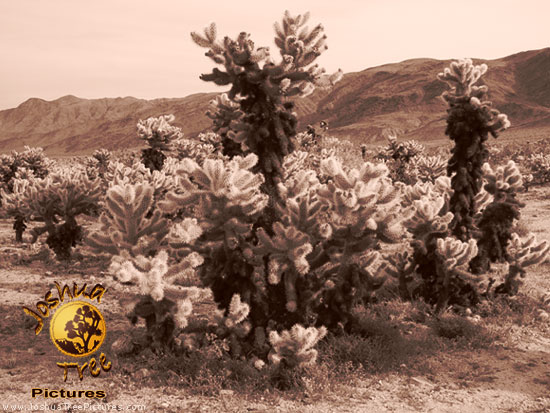 Desert
