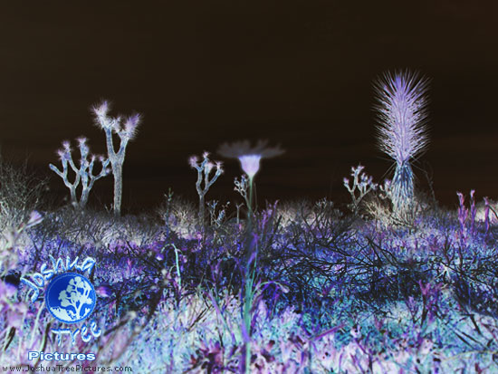 Desert