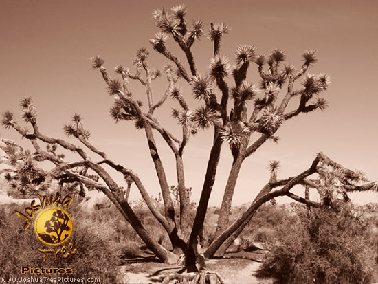 Desert