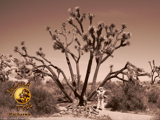 Desert