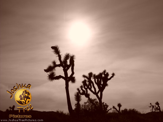 Desert