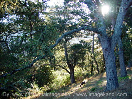 Big Sur Deer by californiaimage.com